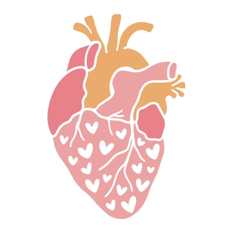 Anatomical Heart