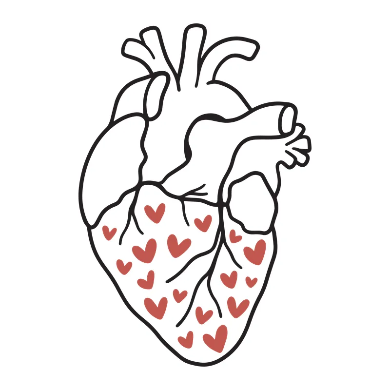 Anatomical Heart