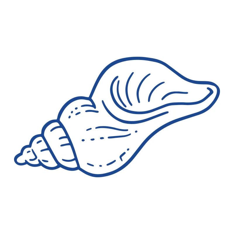 Conch Shell