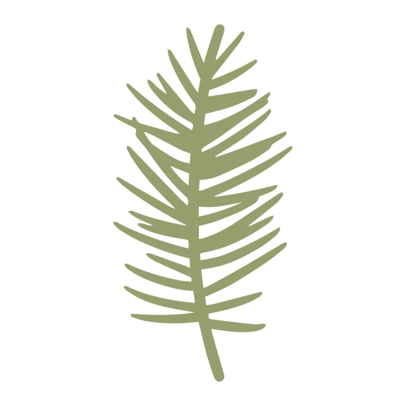Fir Branch