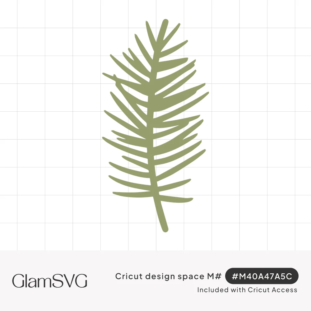 Sage green fir branch with slender paired needles fanning from a single curved stem on a white background