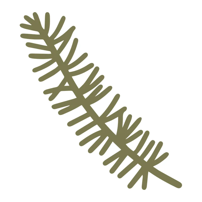 Fir Branch