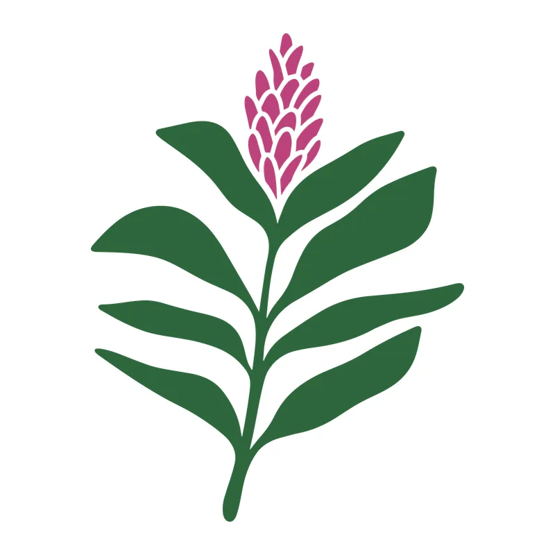 Tropical Pink Ginger Flower