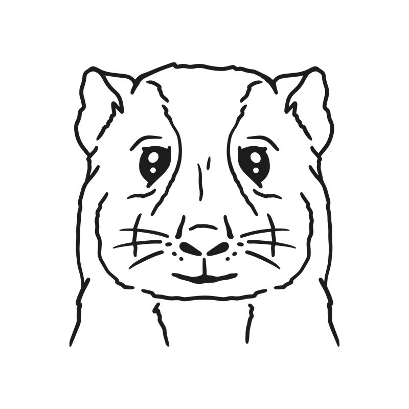 Guinea Pig Face