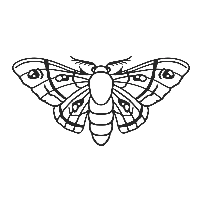 Moth Line Art