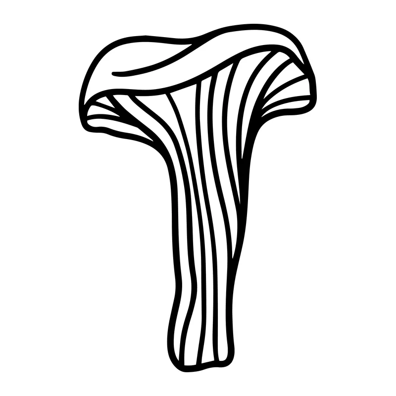 Chanterelle Mushroom