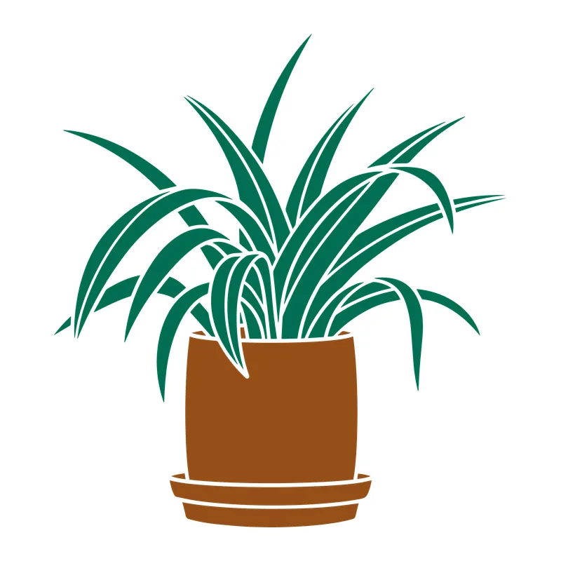 Potted Spider Plant