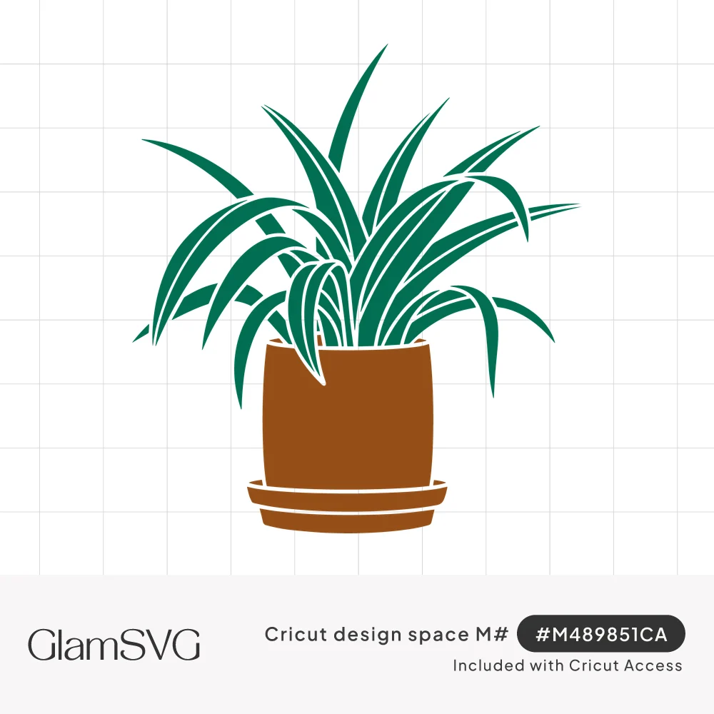 Green spider plant with long arching leaves growing from a brown terracotta pot on a matching saucer