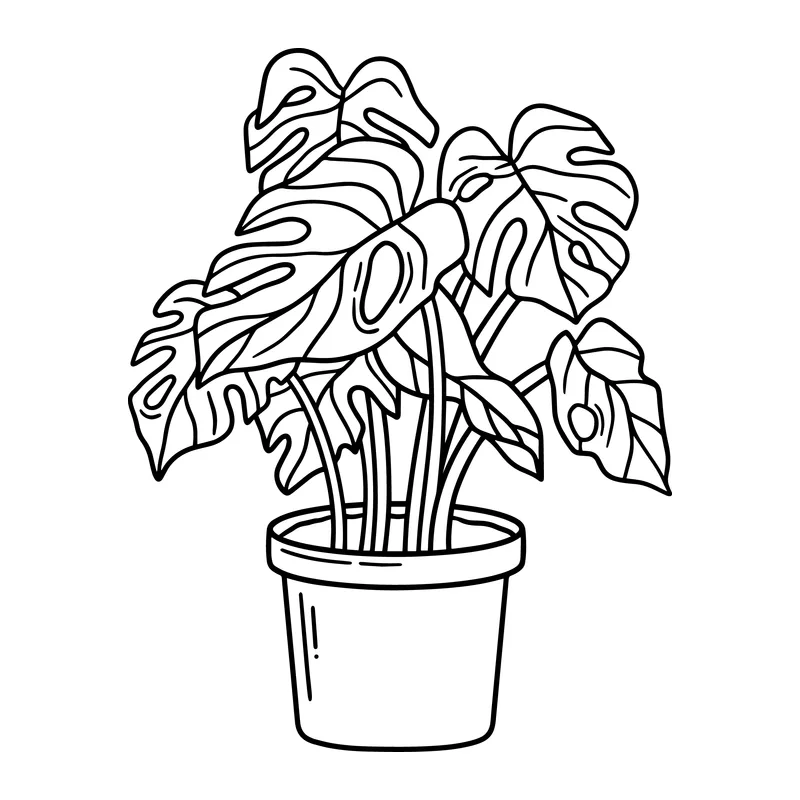 Potted Monstera Deliciosa Plant