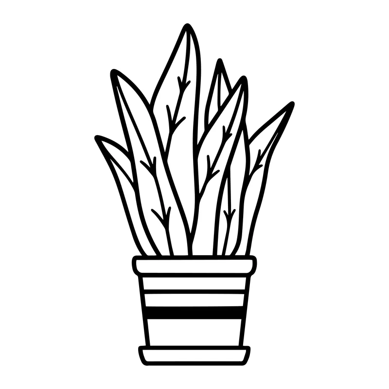 Potted Snake Plant