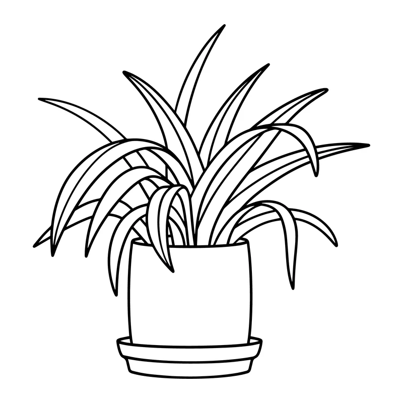 Potted Spider Plant
