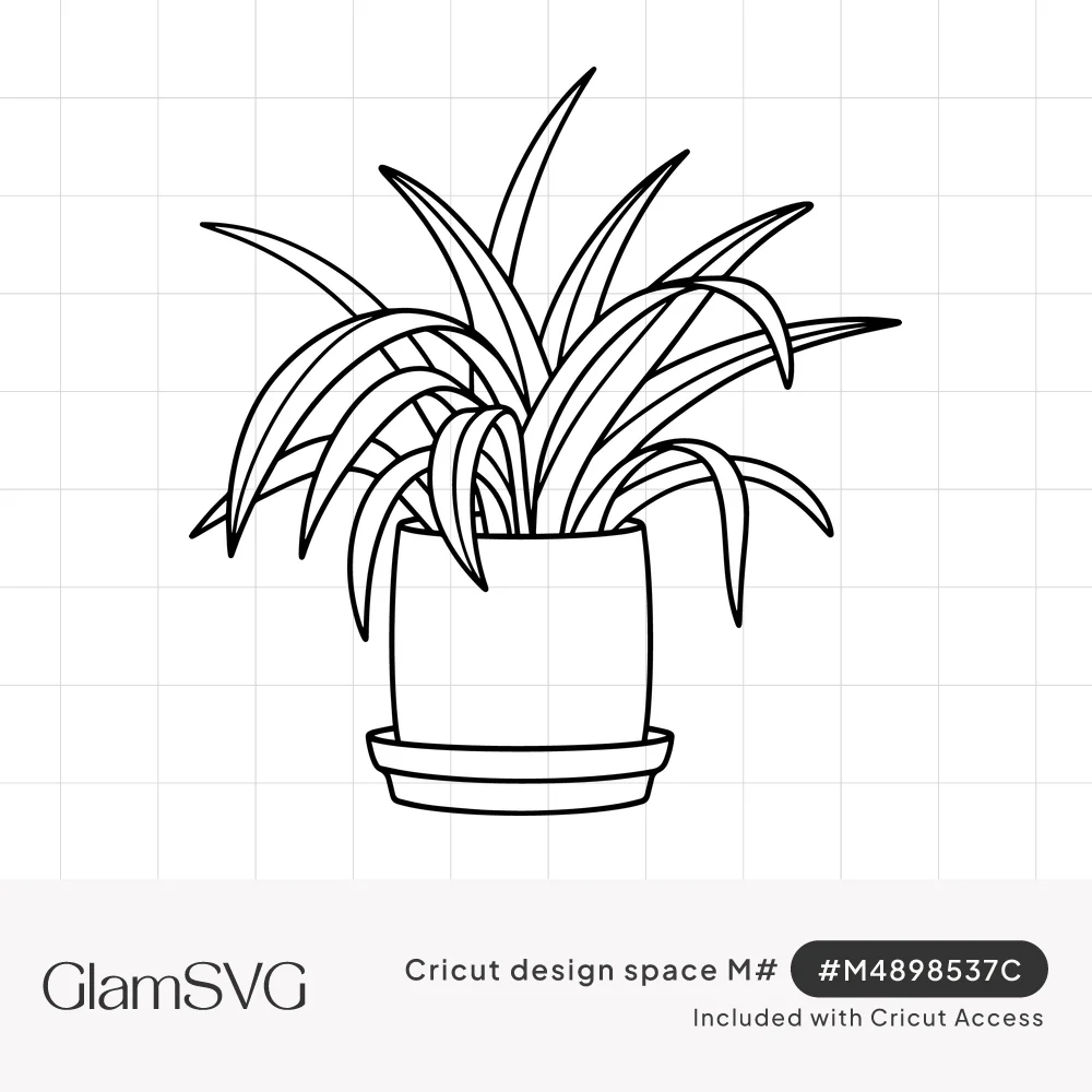 Black line drawing of a spider plant with long arching leaves growing from a round pot on a saucer