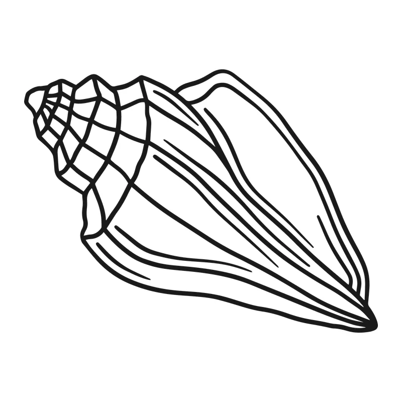 Conch Seashell Line Art