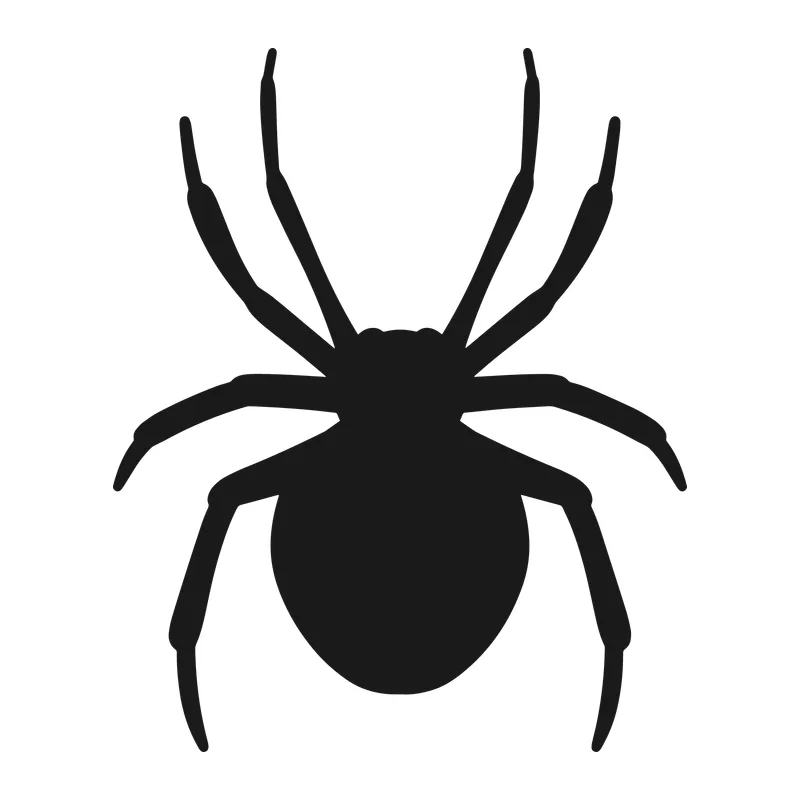 Spider Silhouette