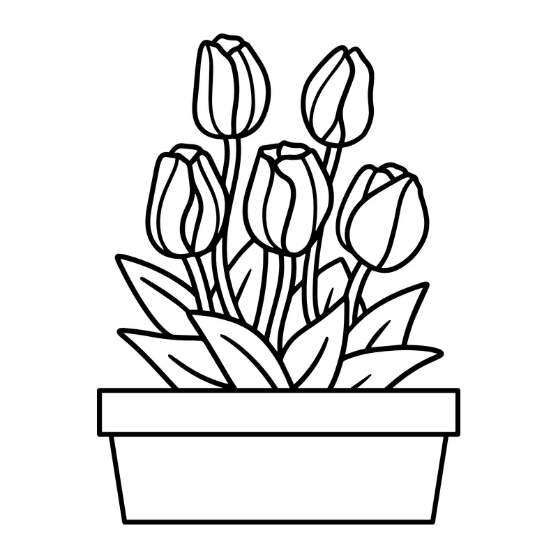 Potted Tulips
